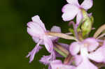 Small purple fringed orchid <BR>Lesser purple fringed orchid